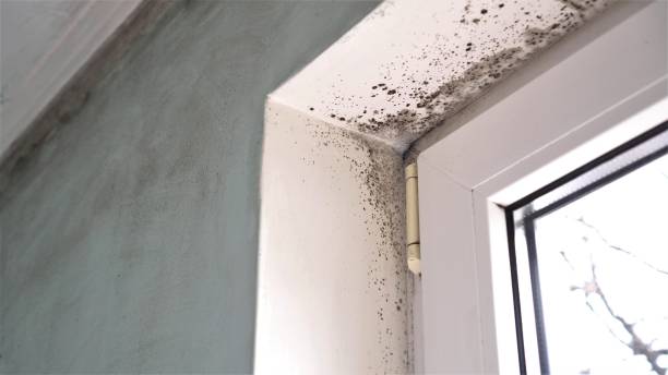 Best Attic Mold Removal  in Pine Nyon, CA