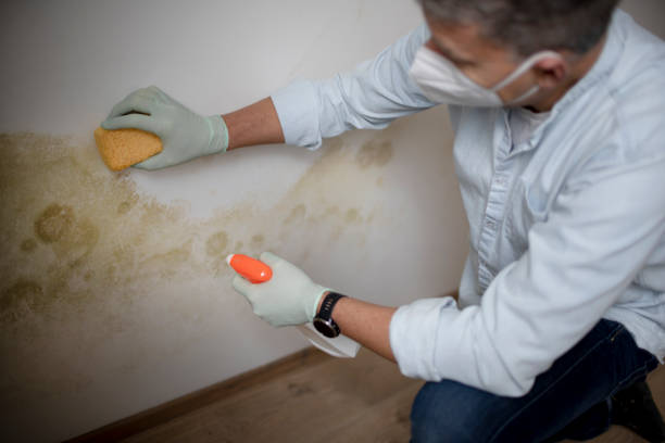 Mold Removal Process in Pine Canyon, CA
