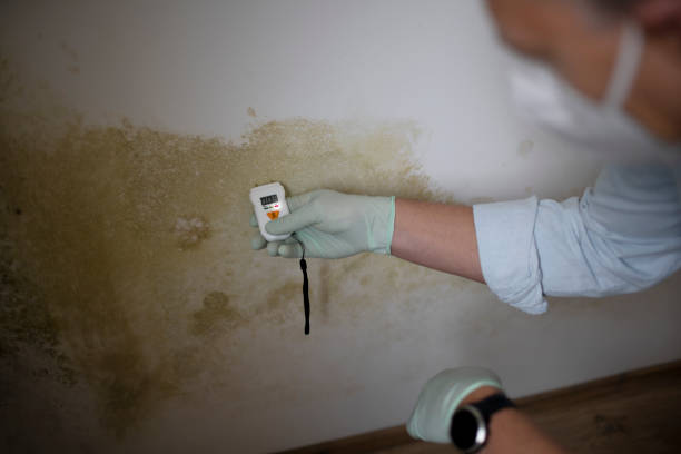 Best Mold Testing  in Pine Nyon, CA