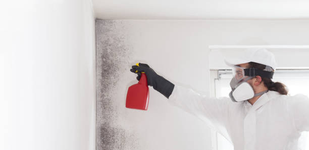Best Black Mold Removal  in Pine Nyon, CA