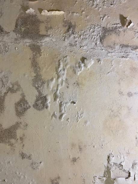 Attic Mold Removal in Pine Canyon, CA