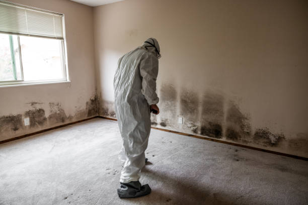 Best Mold Removal Process  in Pine Nyon, CA