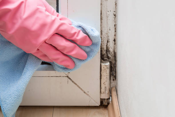 Best Office Mold Removal Services  in Pine Nyon, CA