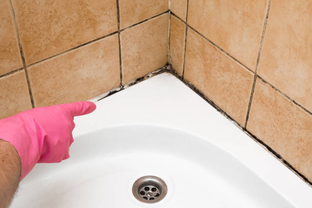 Home Mold Removal in Pine Canyon, CA