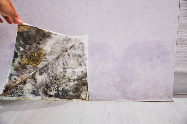 Reliable Pine Canyon, CA Mold Removal Solutions
